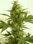 T.H.Seeds™ Cannabiszaden Auto Critical HOG™, diverse verpakkingen, gefeminiseerd