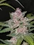 Fast Buds Cannabis Frø Blackberry Auto