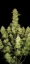 Fast Buds Cannabis Seeds Guava Auto