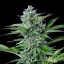 Royal Queen Seeds Cannabis Seeds Fast Eddy Auto (High CBD)