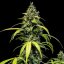 Royal Queen Seeds Насіння коноплі Sherbet Queen Auto