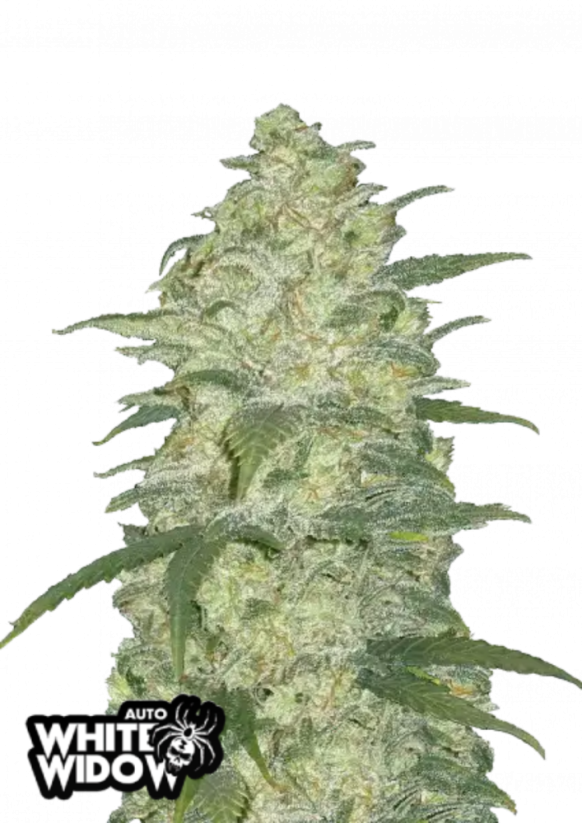 Graines de cannabis Fast Buds White Widow Auto