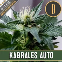 Blimburn Seeds Semi di Cannabis Kabrales Auto