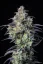 Graines de cannabis Fast Buds Mimosa Cake Auto