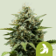 Royal Queen Seeds Semena konoplje Fat Banana Auto