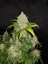 Semillas de Marihuana Fast Buds Zkittlez Auto