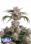 Fast Buds Seminte de canabis Strawberry Gorilla Auto