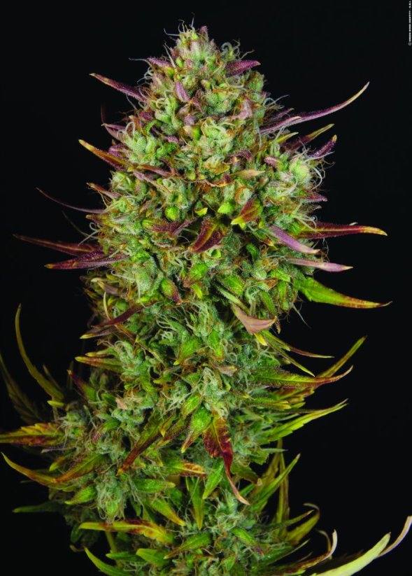 T.H.Seeds™ Cannabis Seeds Auto MK-Ultra™, dažāds iepakojums, feminizēts