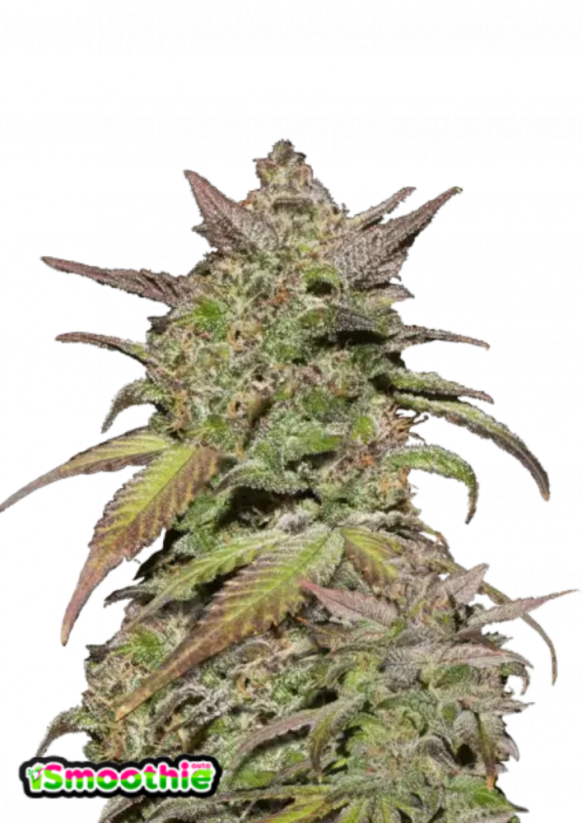 Fast Buds Hanfsamen Smoothie Auto