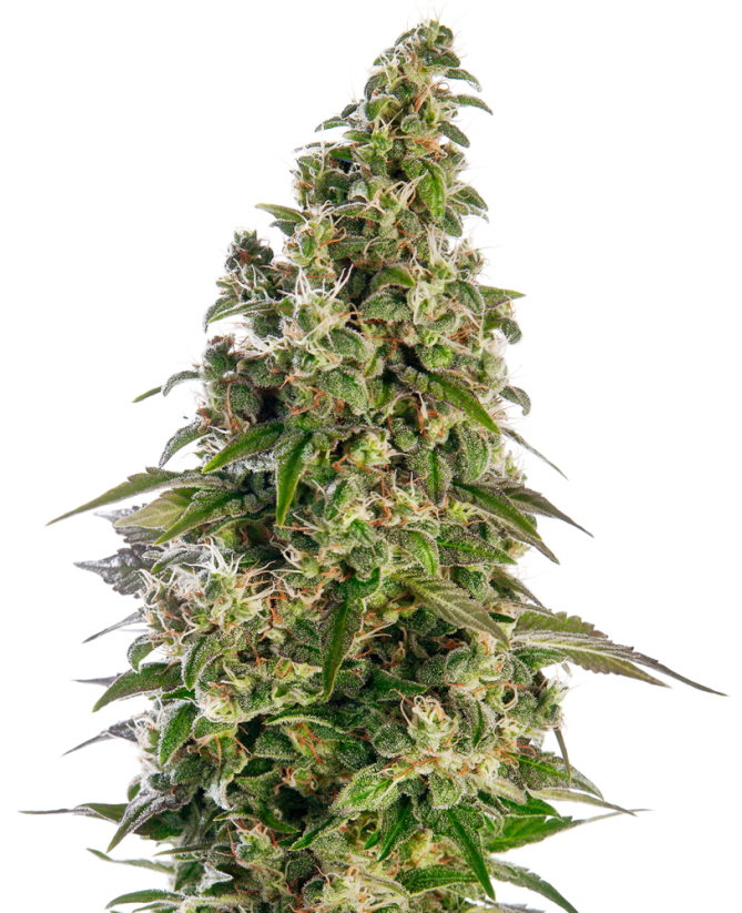 Sensi Seeds Kaņepju sēklas Afghani #1 Automatic® Feminized, 3-10 gab.