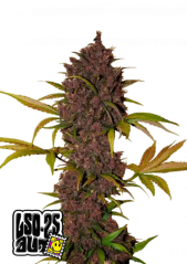 Semințe de canabis Fast Buds LSD-25 Auto