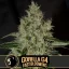 Blimburn Seeds Kaņepju sēklas Gorilla Glue G4 Ātri ziedošs