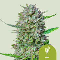 Royal Queen Seeds Kanapių sėklos Mimosa Auto