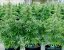 Royal Queen Seeds Kenevir Tohumu Hyperion F1 Auto