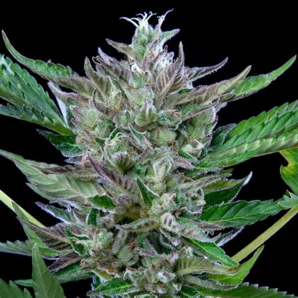 Royal Queen Seeds Benih Ganja North Thunderfuck Auto