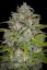 Graines de cannabis Fast Buds Orange Sherbet Auto