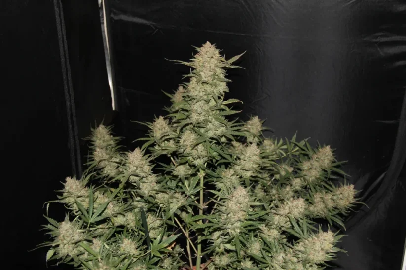 Fast Buds Cannabis Seeds OG Kush Auto