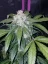 Graines de cannabis Fast Buds Tangie Auto