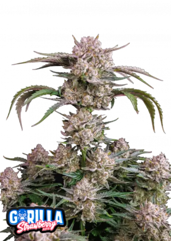 Semena konoplje Fast Buds Strawberry Gorilla Auto