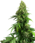 Sensi Seeds Cannabiszaden Honey Melon Kush Automatic Gefeminiseerd, 3-10 stuks