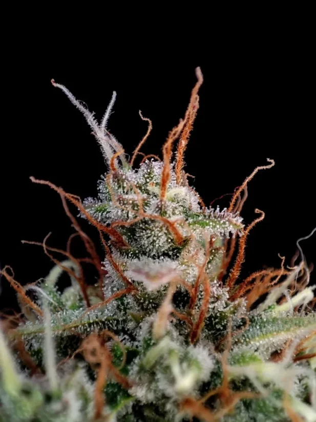 Fast Buds Cannabis Seeds Guava Auto