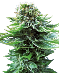 Sensi Seeds Cannabiszaden Northern Lights Automatic® Gefeminiseerd, 3-10 stuks