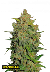 Nasiona konopi Fast Buds Lemon AK Auto