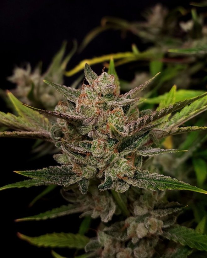 Fast Buds Esrar Tohumları Ztrawberriez Auto