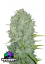 Fast Buds Esrar Tohumları Northern Lights Auto