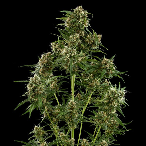 Royal Queen Seeds Семена от канабис Royal Critical Auto