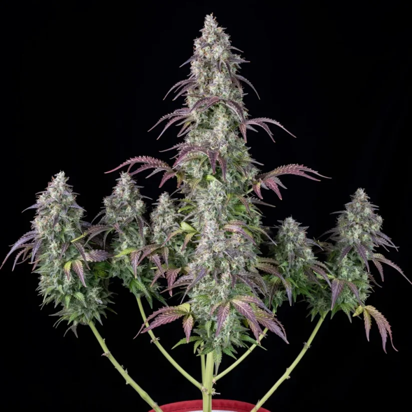 Fast Buds Cannabis Seeds Lemon Pie Auto