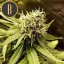 Blimburn Seeds Cannabis Seeds Narkosis Feminized