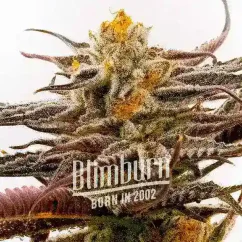 Blimburn Seeds Cannabis Seeds Purple Star Killer Feminized