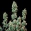 Royal Queen Seeds Żerriegħa tal-Kannabis Sherbet Queen Auto