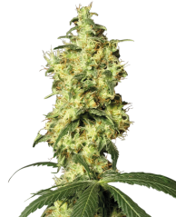 Sensi Seeds White Label Tarafından Üretilen White Widow Otomatik Dişileştirilmiş Kenevir Tohumları, 3-10 adet