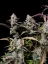 Fast Buds Cannabis Seeds Gorilla Zkittlez Auto