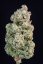 Fast Buds Cannabis Seeds Afghan Kush Auto