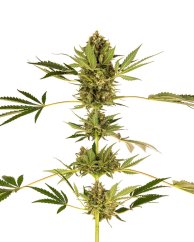 Sensi Seeds კანაფის თესლი ჰიმალაის CBD® ფემინიზებული, 3-10 ც.