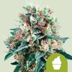 Royal Queen Seeds Semena konoplje Royal Creamatic Auto