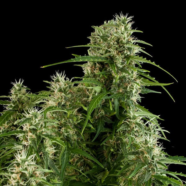 Royal Queen Seeds Hạt giống cần sa Northern Light Auto