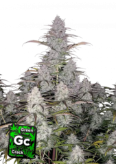 Fast Buds Cannabis Seeds Green Crack Auto