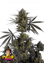 Fast Buds Kue Pound Biji Ganja Otomatis