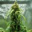 Royal Queen Seeds Semi di cannabis Royal Dwarf Auto