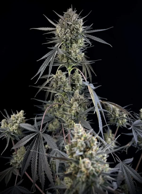 Fast Buds Żerriegħa tal-Kannabis Pound Cake Auto