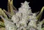 Fast Buds Żerriegħa tal-Kannabis Gorilla Cookies Auto