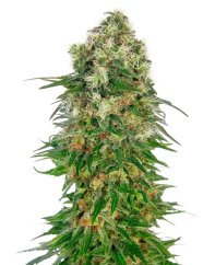 Sensi Seeds Kaņepju sēklas Shiva Skunk Automatic® Feminized, 3-10 gab.