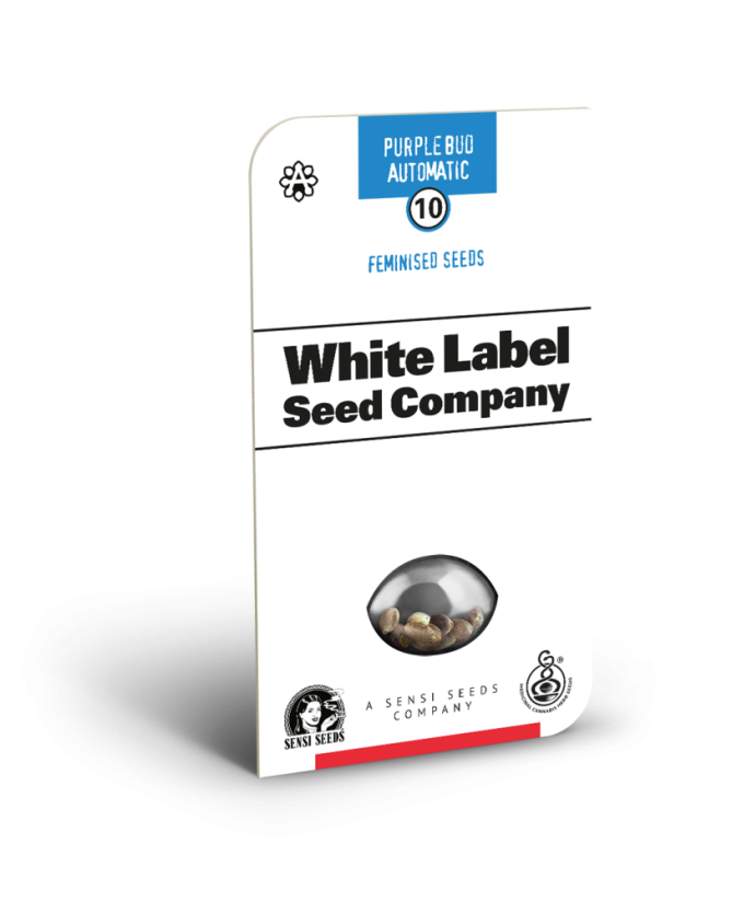 Sensi Seeds Graines de cannabis Purple Bud Automatic Féminisées par White Label, 3-10 pcs