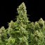 Royal Queen Seeds Biji Ganja Diesel Auto