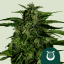 Royal Queen Seeds Graines de cannabis Apollo F1 Auto