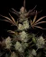 Graines de cannabis Fast Buds Apple Strudel Auto